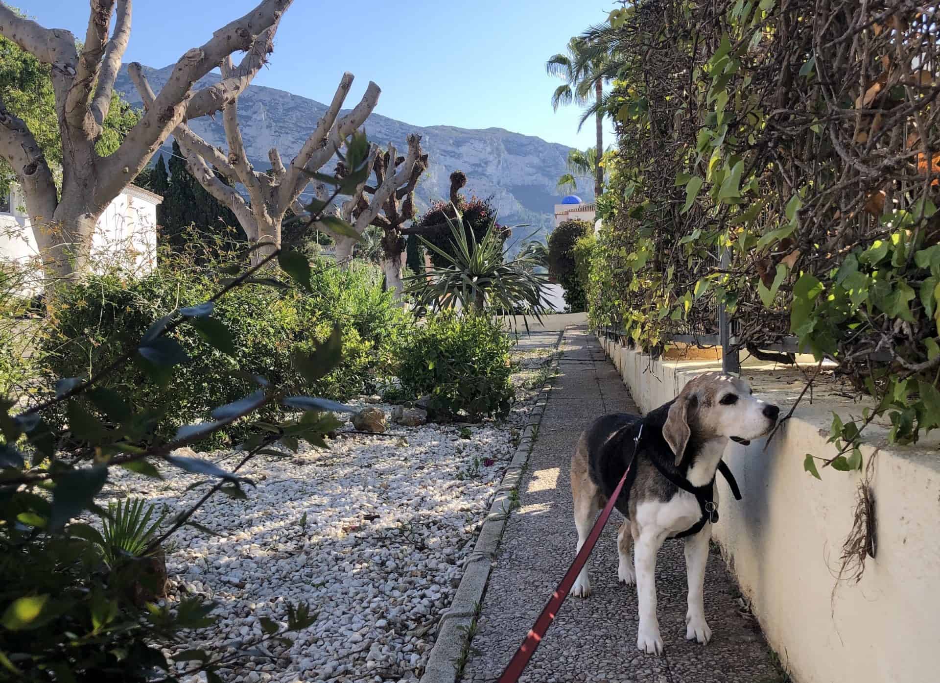 Sieben echte Gründe warum ein Hund glücklich macht